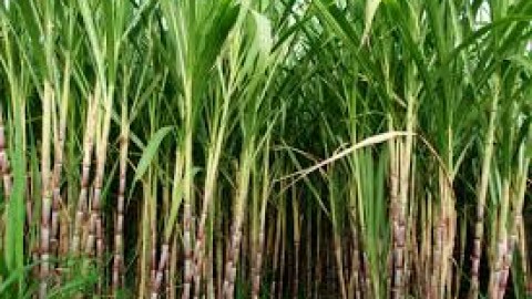 Punjab Government Gave Final Consent To Bailout Package For Sugar Mills